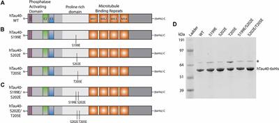 Defined Tau Phosphospecies Differentially Inhibit Fast Axonal Transport Through Activation of Two Independent Signaling Pathways